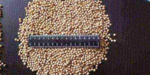 Kako posaditi sjeme rena u bašti: u proljeće i jesen